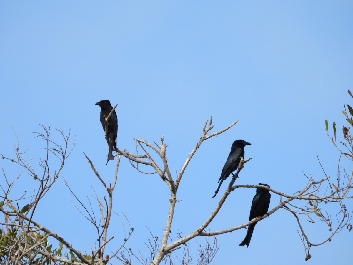 Spangled Drongo - ML643579878