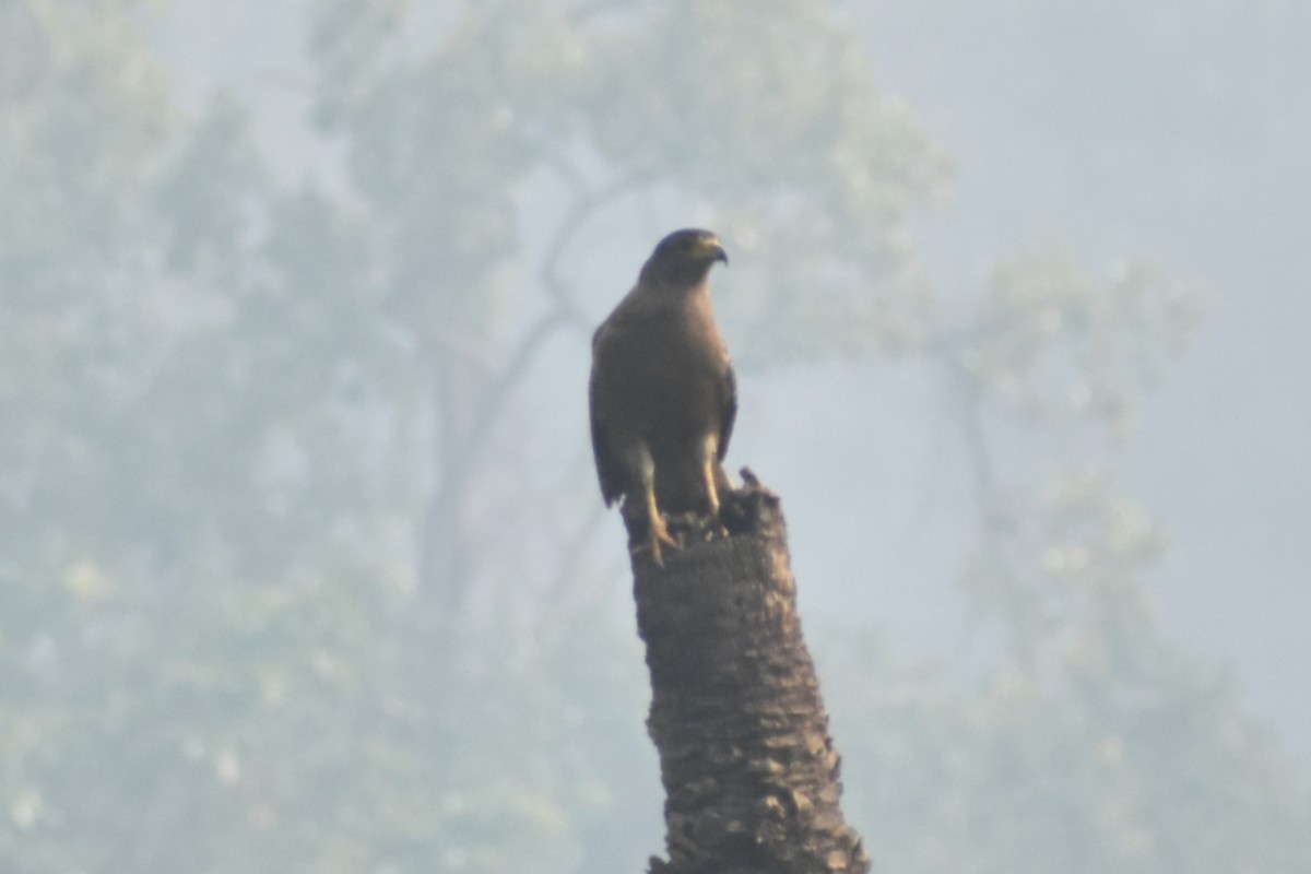 Crested Serpent-Eagle - ML643579879