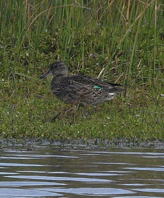 Green-winged Teal - ML643579888
