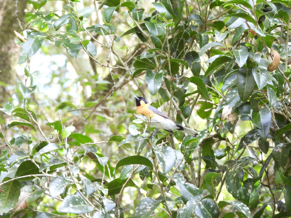 Australian Spectacled Monarch - ML643579901