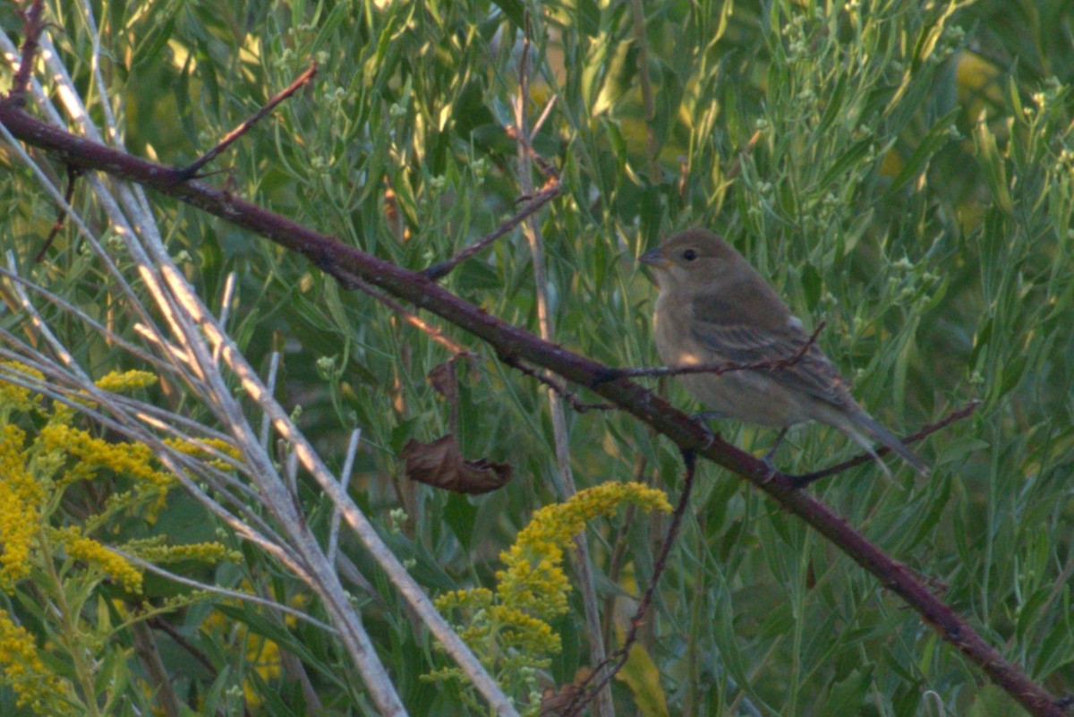 Indigo Bunting - ML643579903