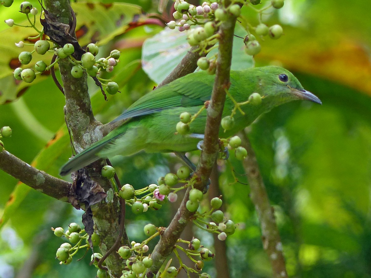 Blue-winged Leafbird - ML643579905