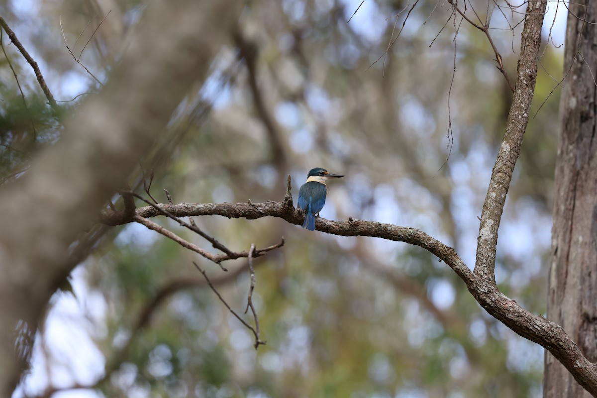 Sacred Kingfisher - ML643579906