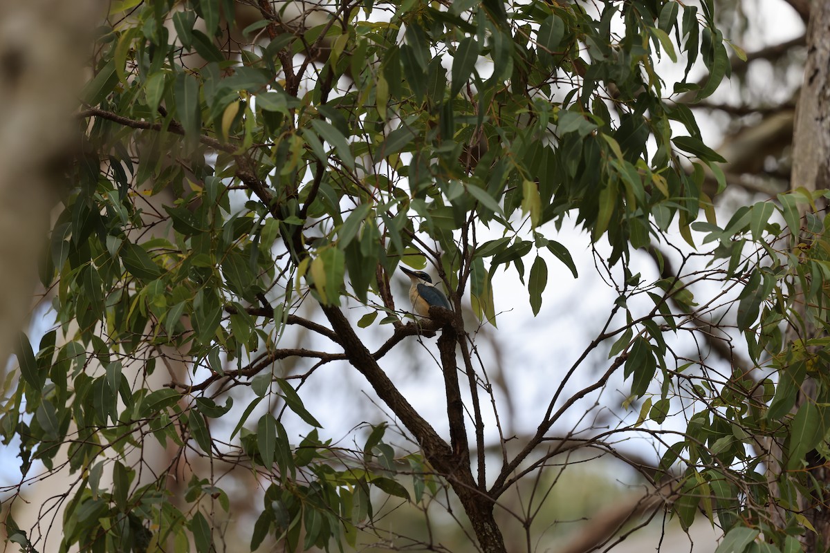 Sacred Kingfisher - ML643579910