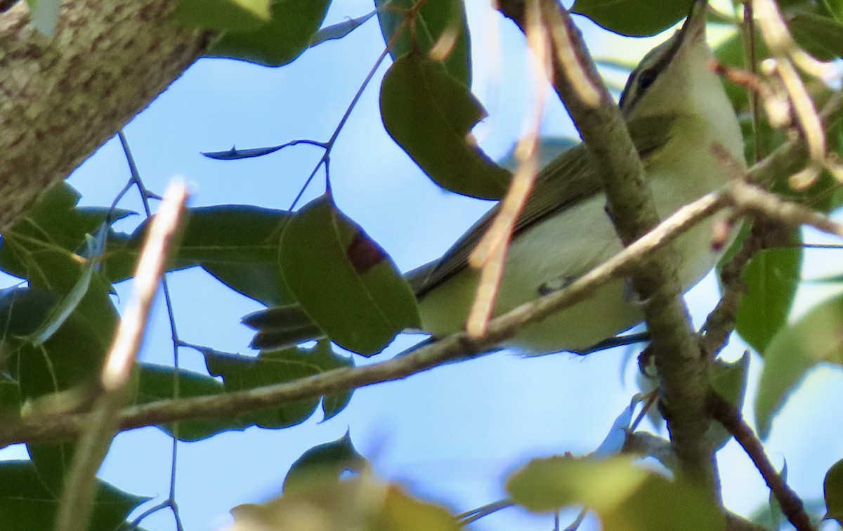 Red-eyed Vireo - ML643579926