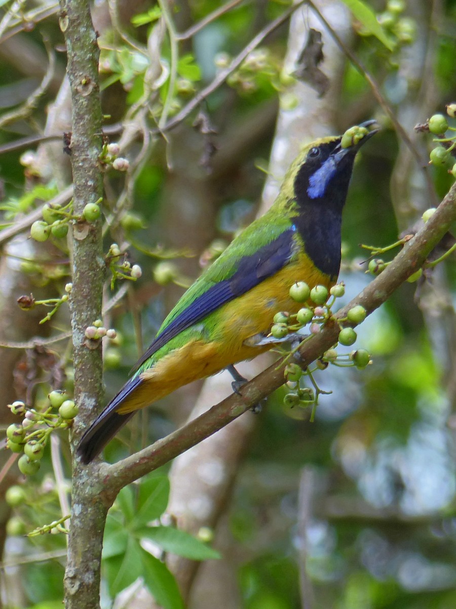Orange-bellied Leafbird - ML643579927