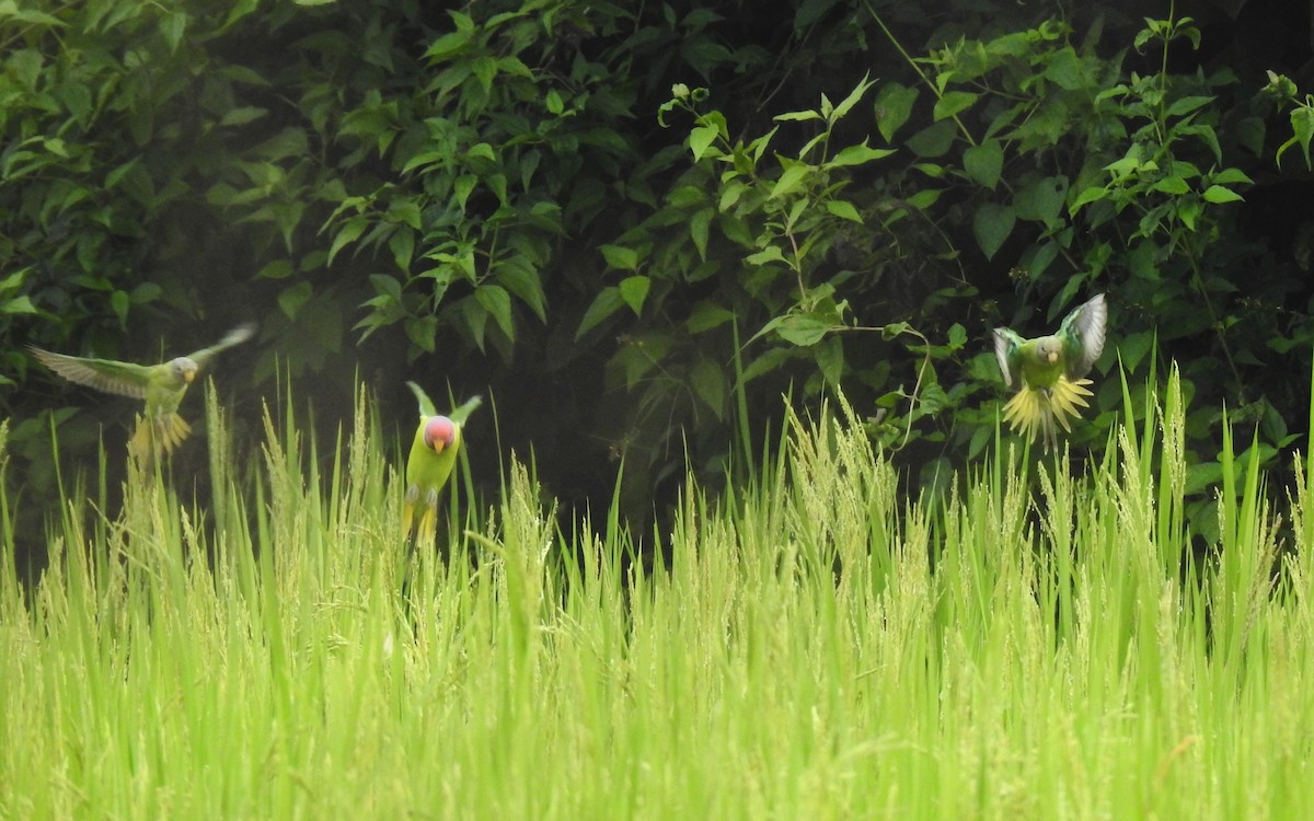 Plum-headed Parakeet - ML643579928