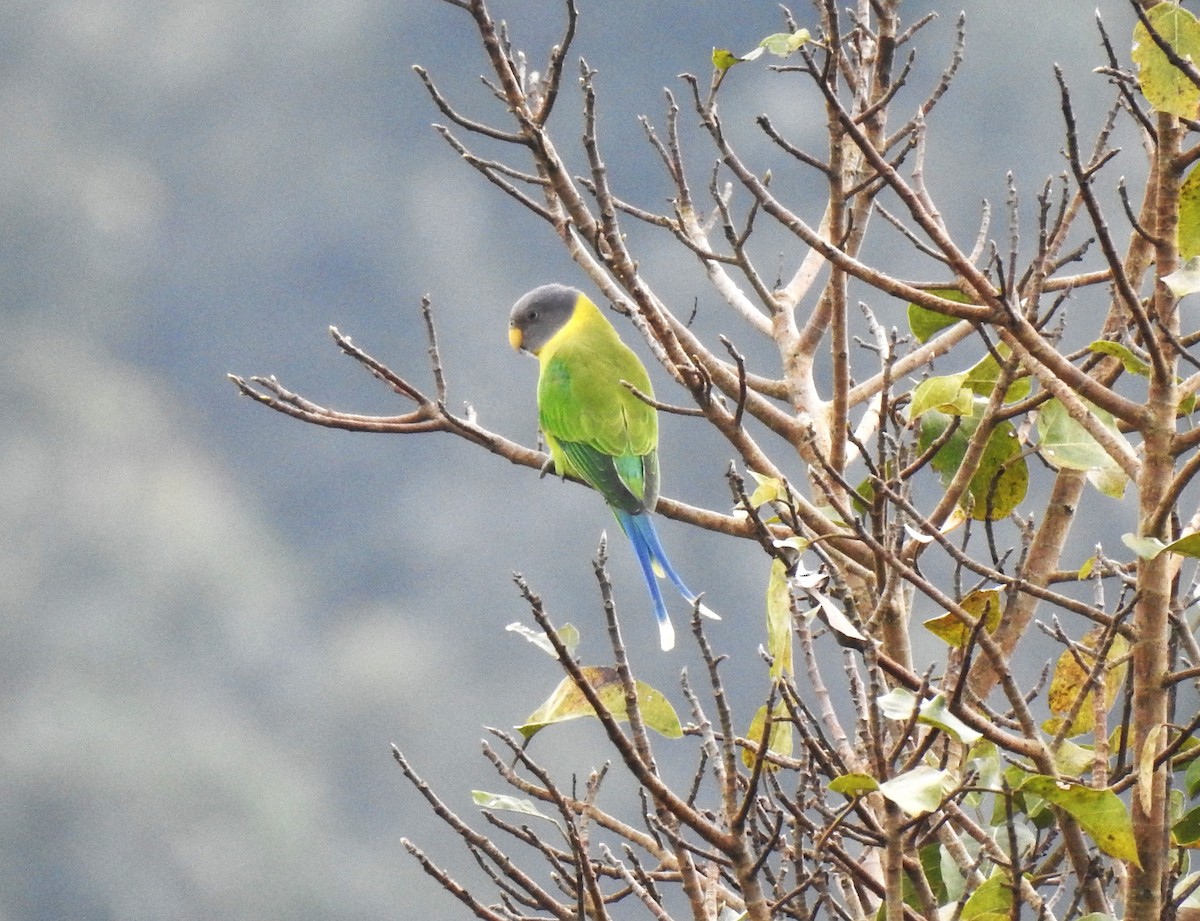Plum-headed Parakeet - ML643579935