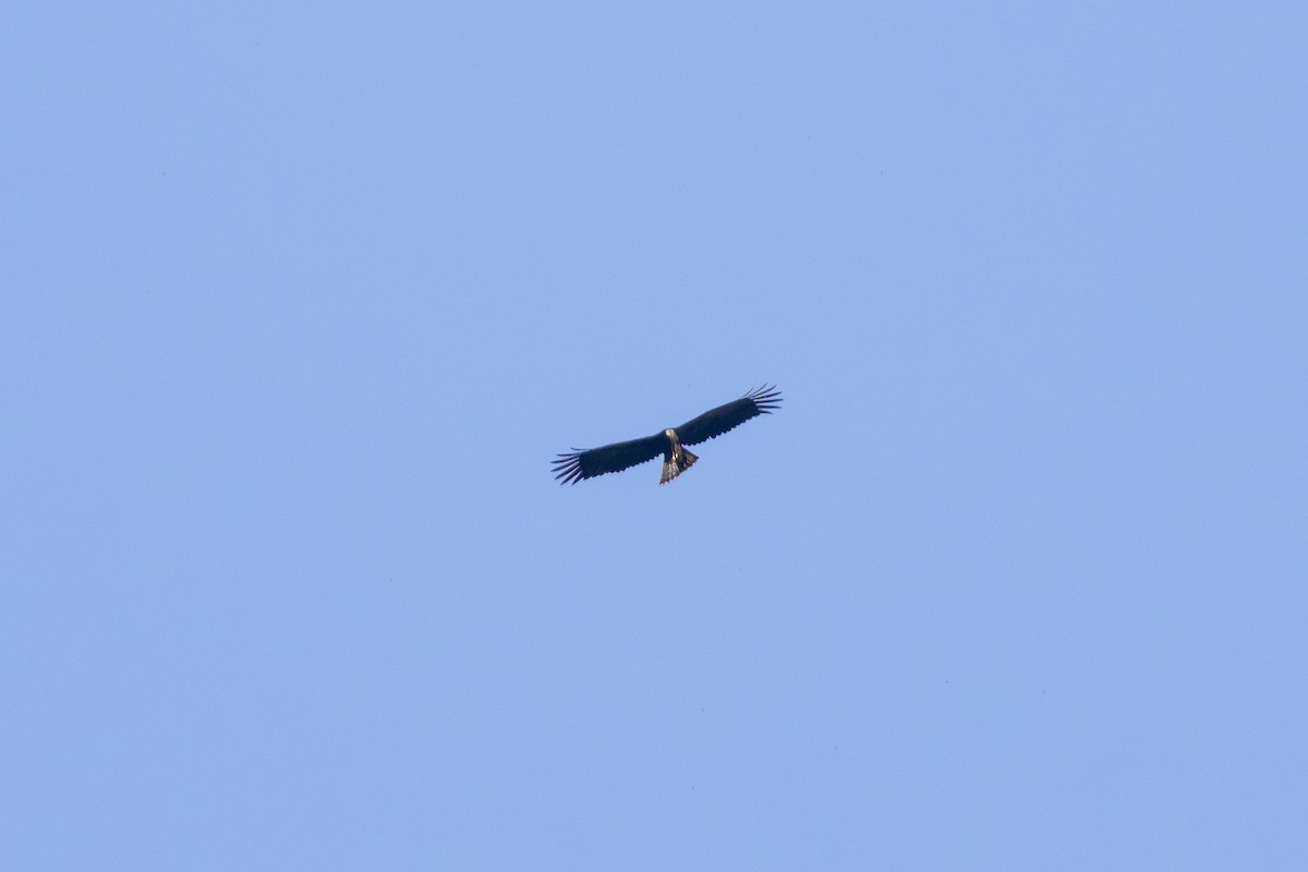 Black Eagle - ML643579936