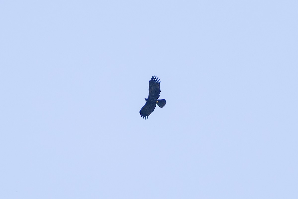 Black Eagle - ML643579937