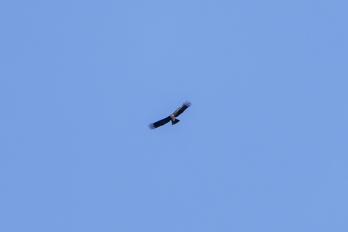 Black Eagle - ML643579938