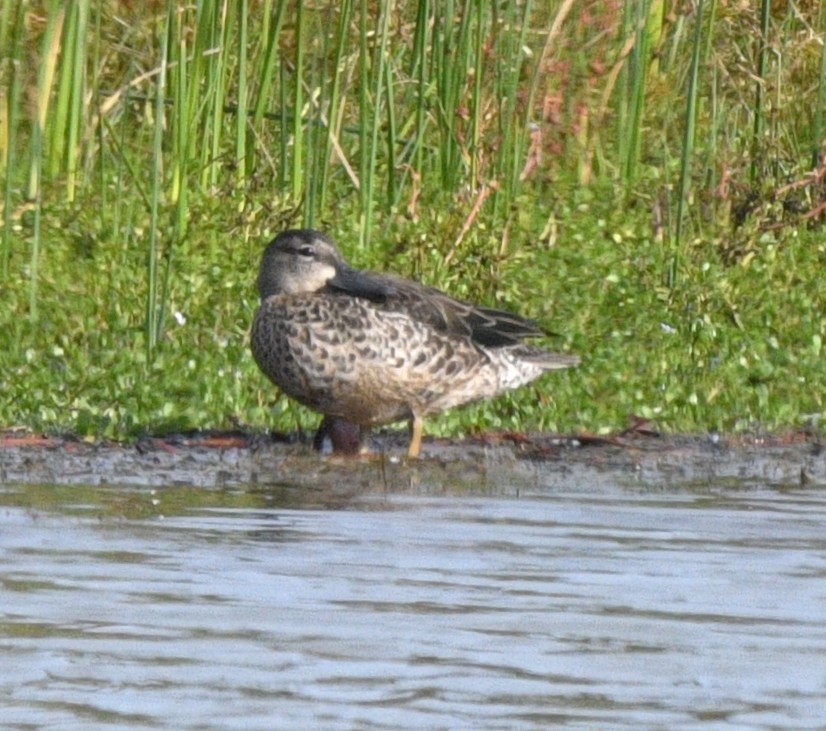 Blue-winged Teal - ML643579946