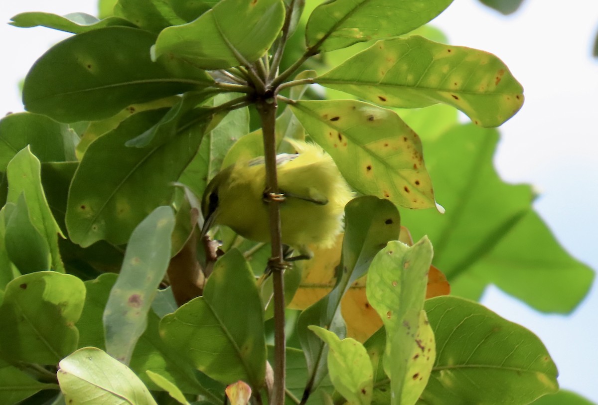 Blue-winged Warbler - ML643579951
