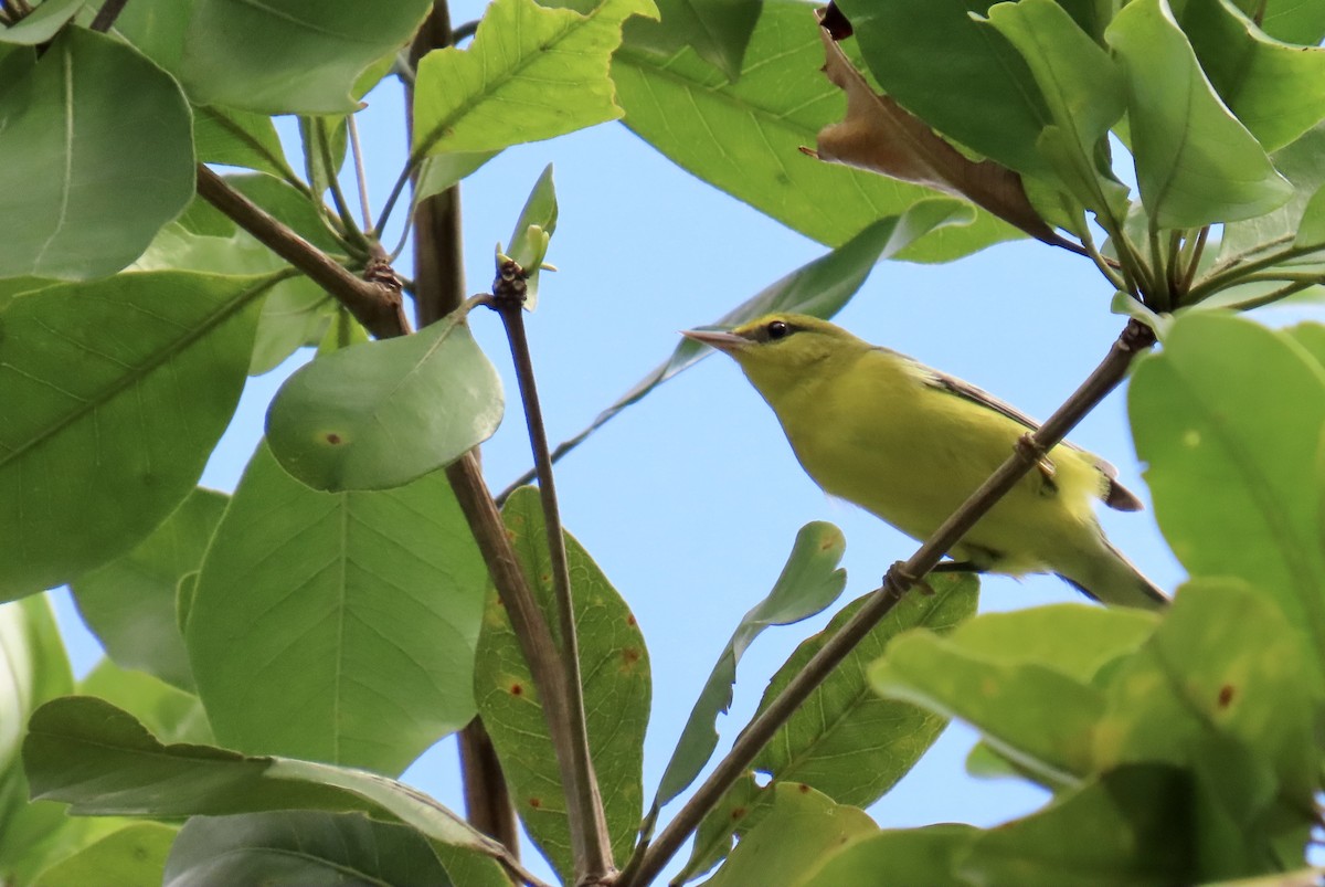 Blue-winged Warbler - ML643579952