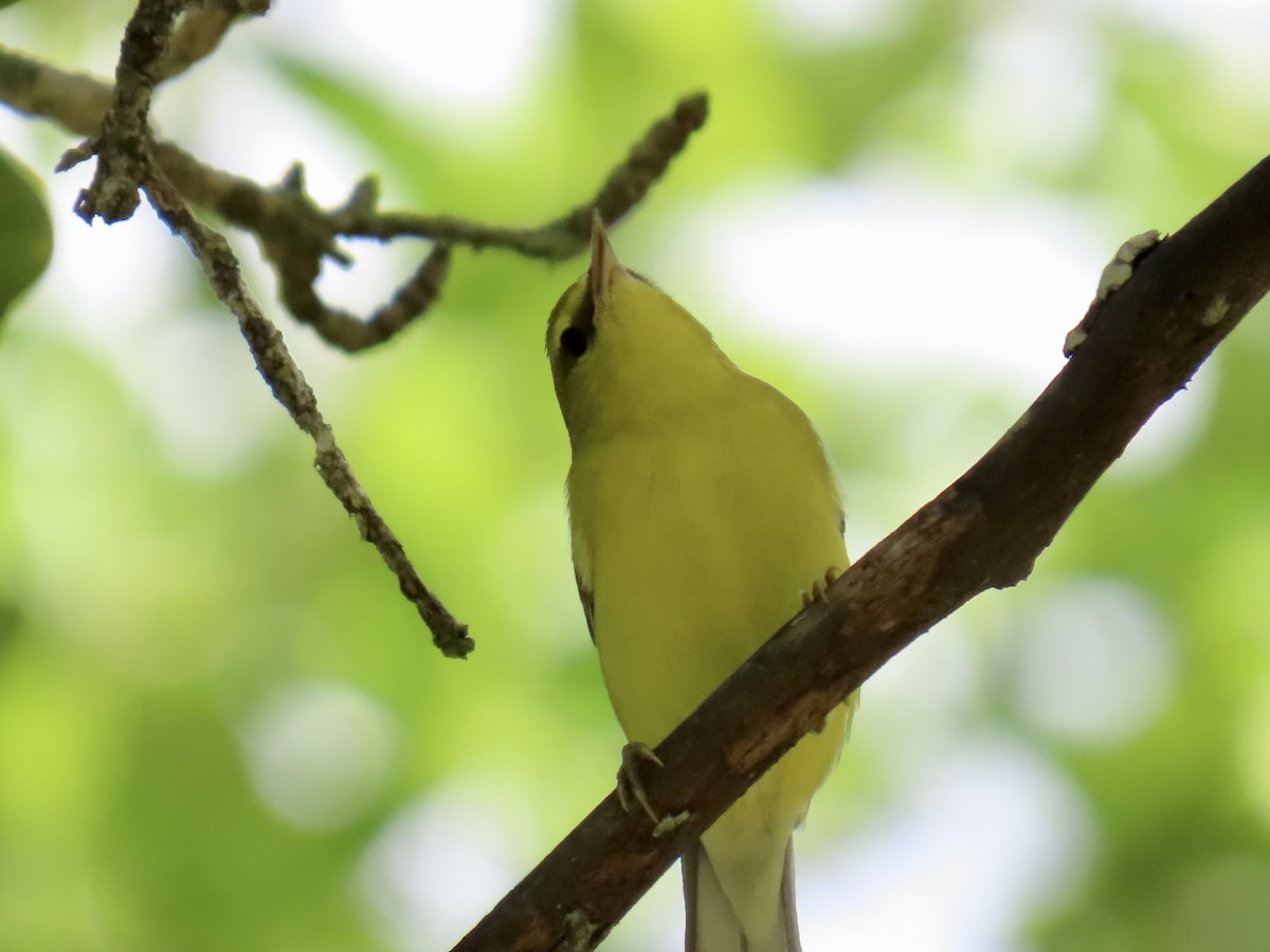Blue-winged Warbler - ML643579953