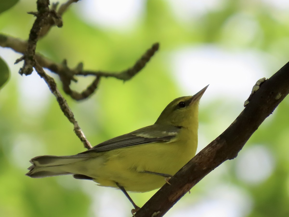 Blue-winged Warbler - ML643579955