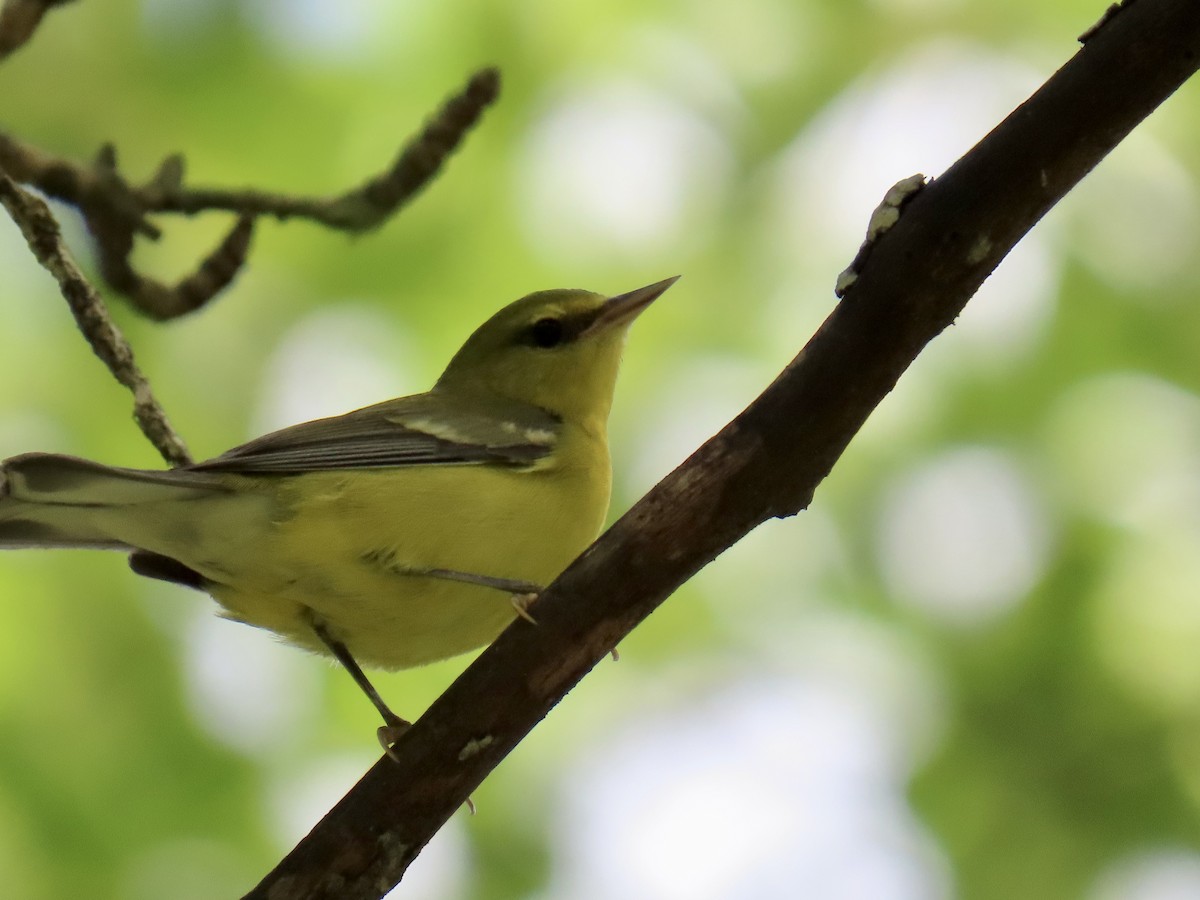 Blue-winged Warbler - ML643579956