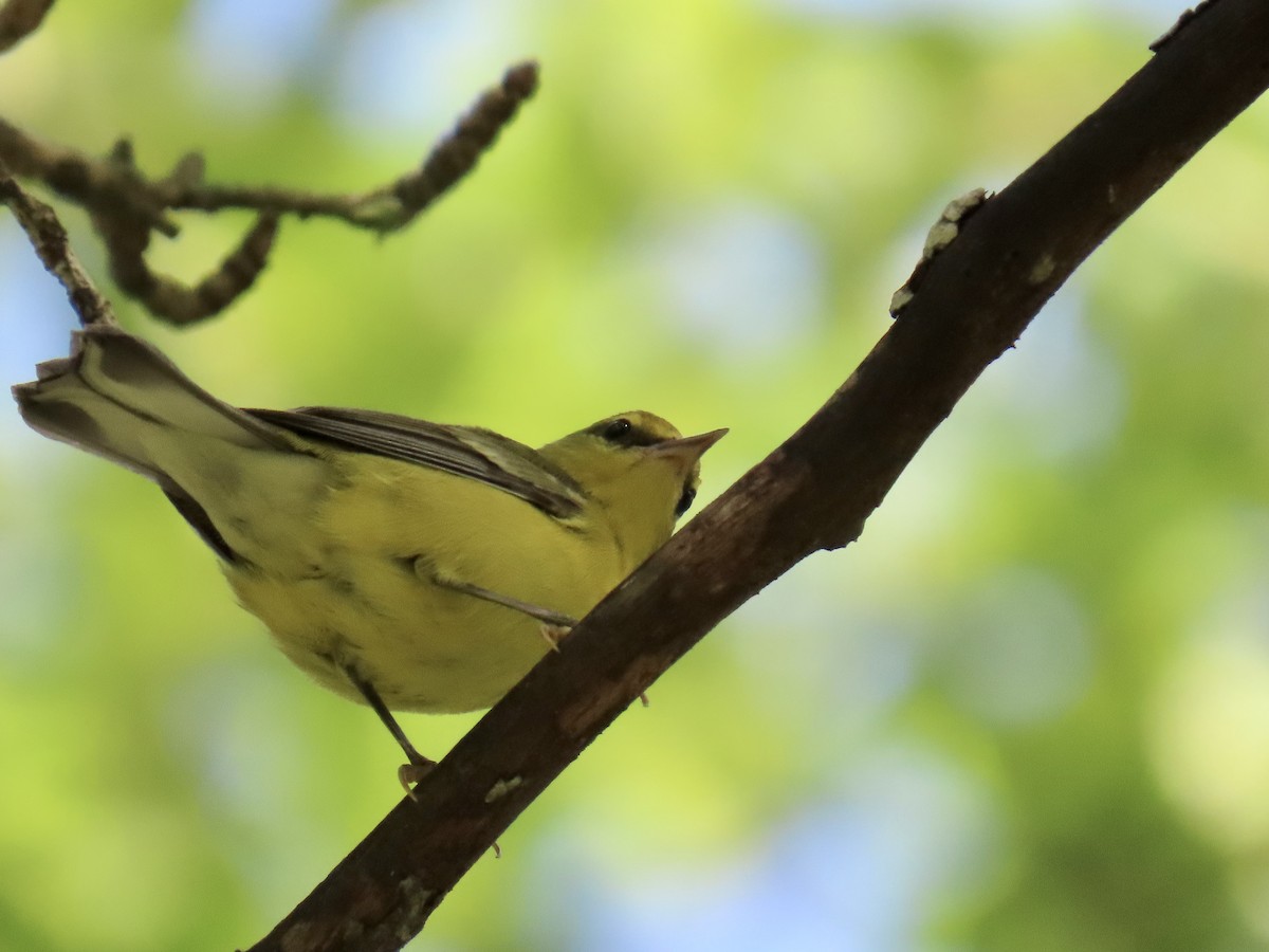 Blue-winged Warbler - ML643579957
