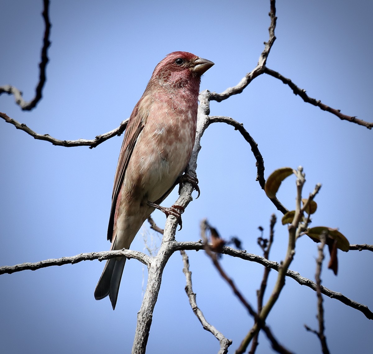 Purple Finch - ML643579959