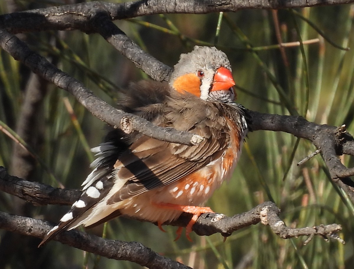 キンカチョウ - ML643579980