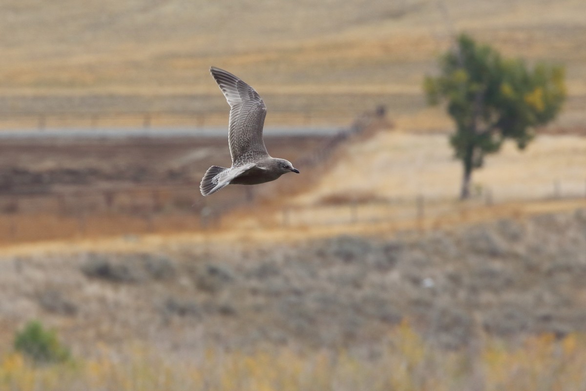 American Herring Gull - ML643580004