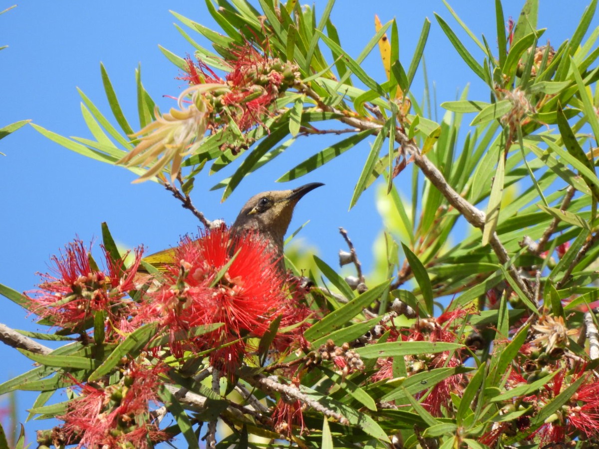 Brown Honeyeater - ML643580006