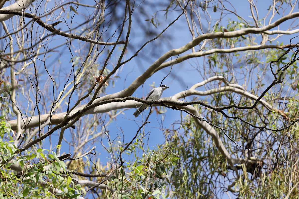 Black-faced Cuckooshrike - ML643580008