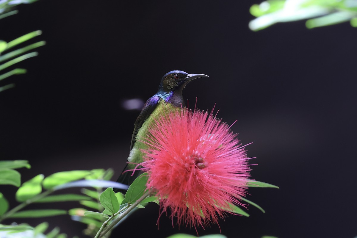 Brown-throated Sunbird - ML643580012