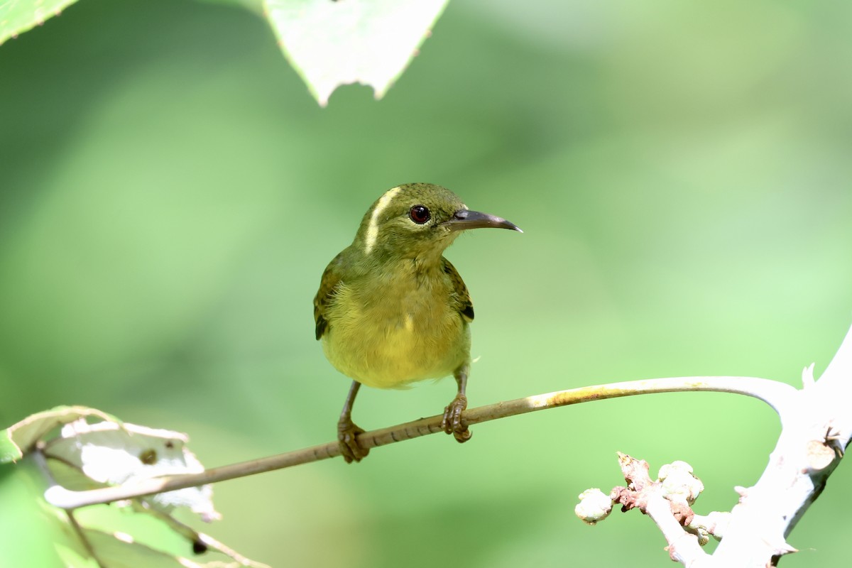 Brown-throated Sunbird - ML643580013