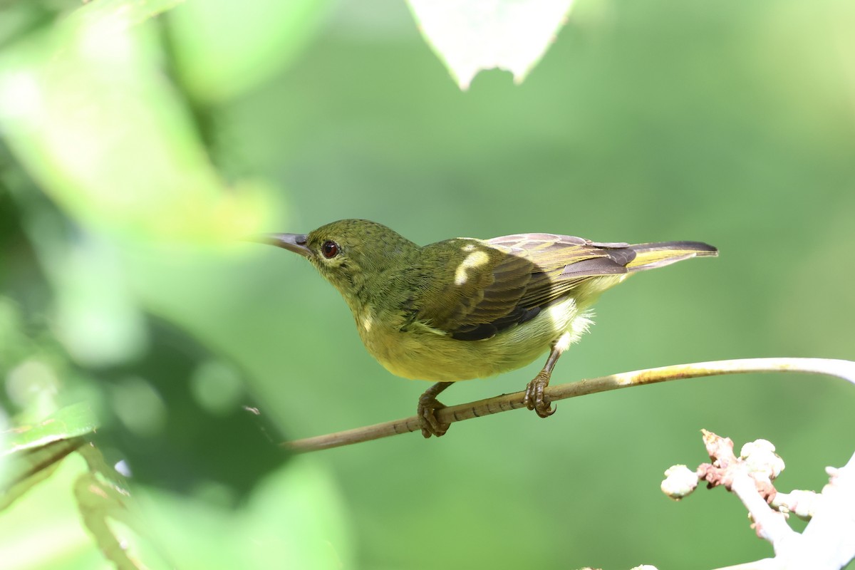 Brown-throated Sunbird - ML643580014
