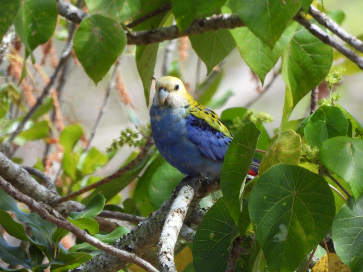 Pale-headed Rosella - ML643580016