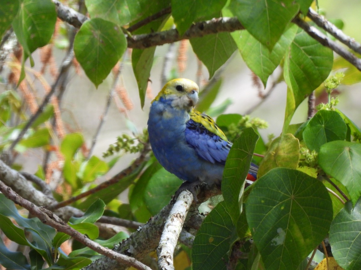 Pale-headed Rosella - ML643580017