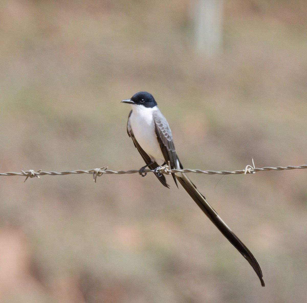 Fork-tailed Flycatcher - ML643580021