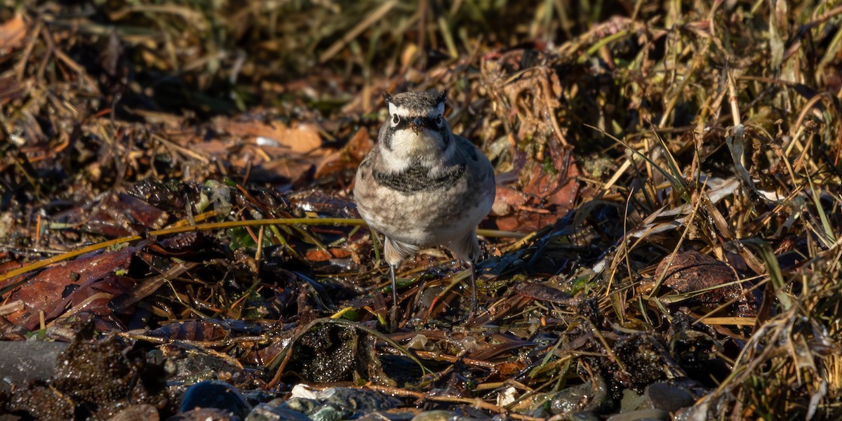 Hegatxabal adarduna - ML643580029