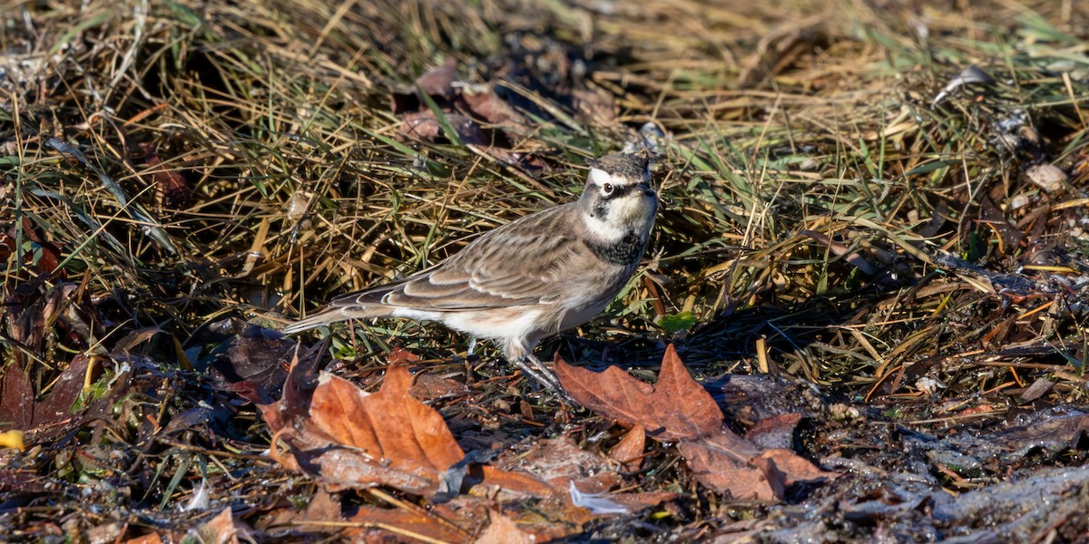 Hegatxabal adarduna - ML643580033