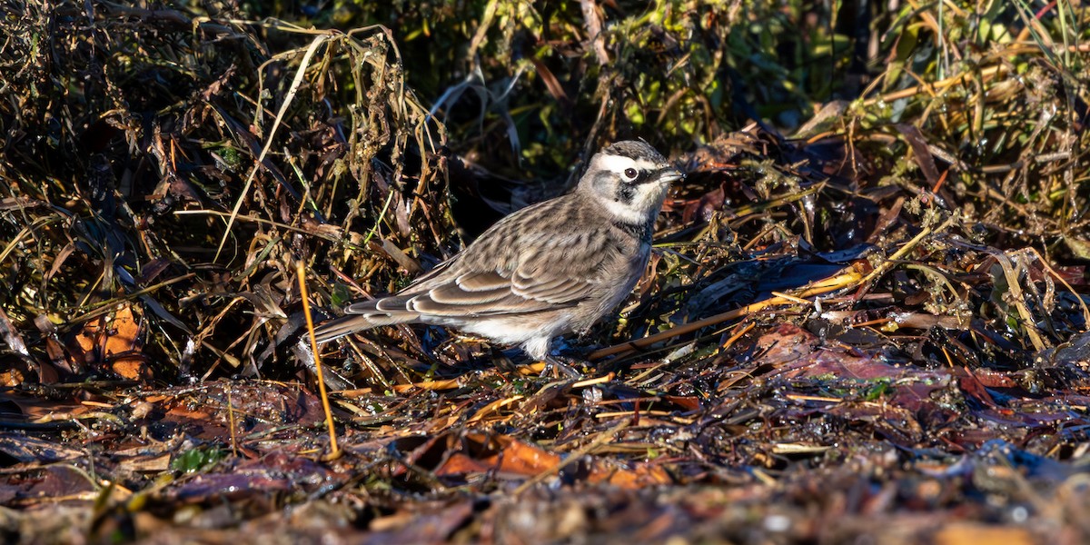 Hegatxabal adarduna - ML643580034