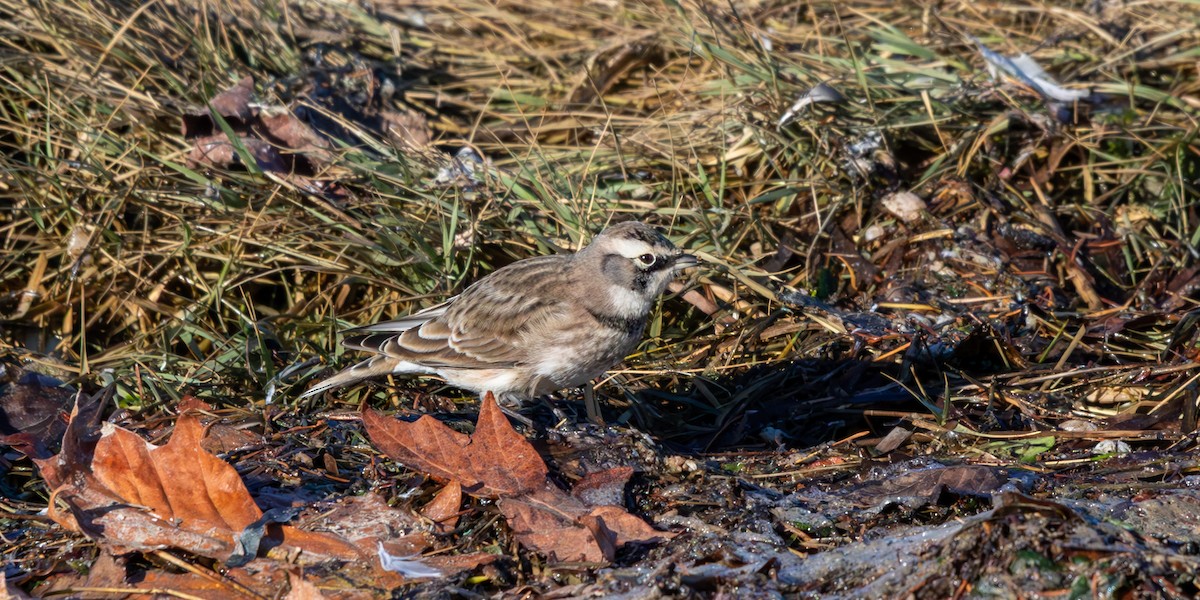 Hegatxabal adarduna - ML643580035