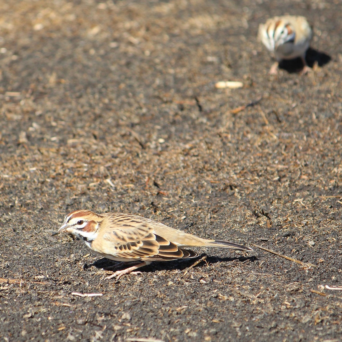 Lark Sparrow - ML643580042