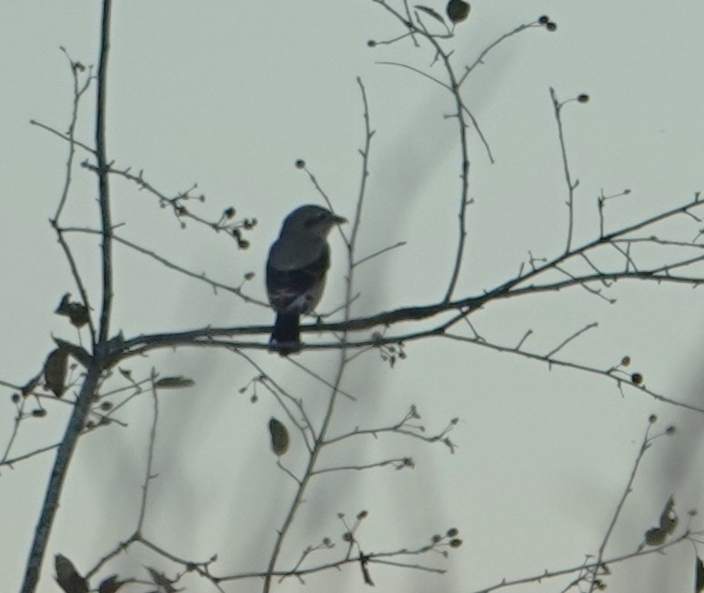 Antzandobi boreala - ML643580043