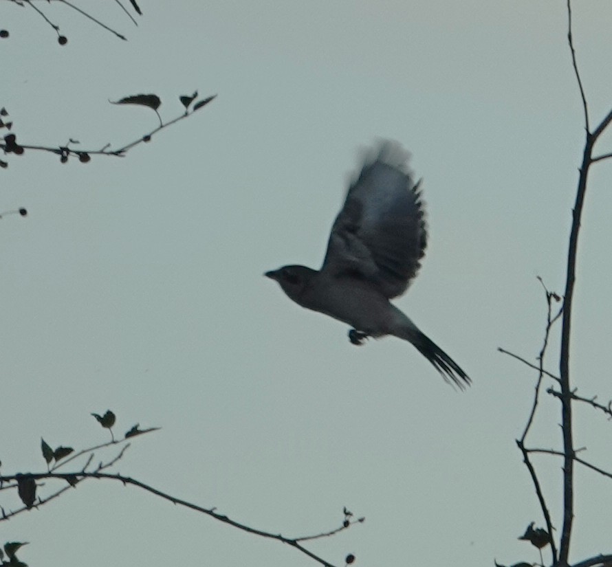 Antzandobi boreala - ML643580044