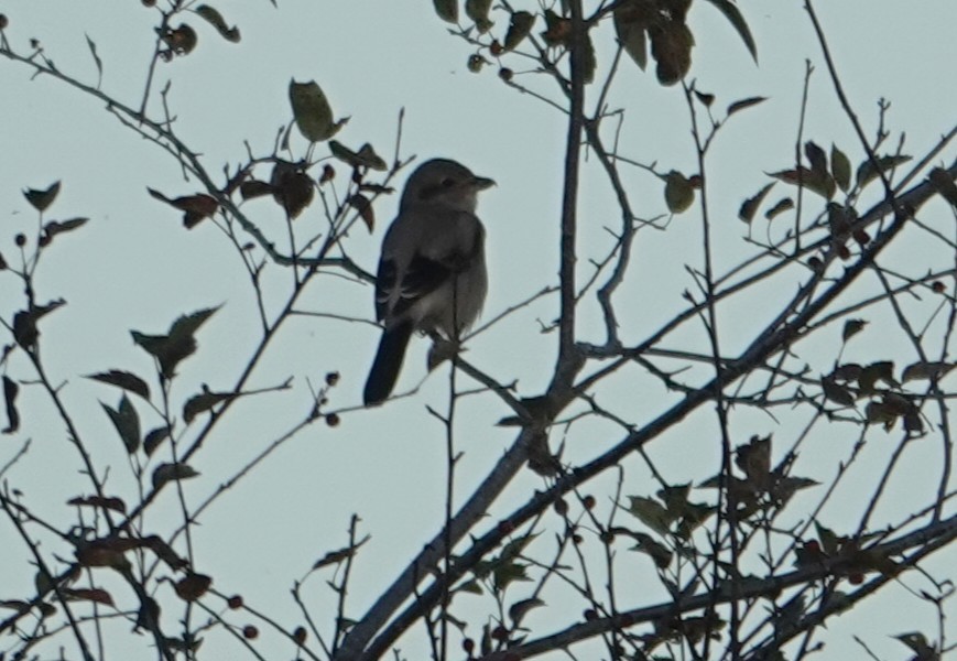 Antzandobi boreala - ML643580045