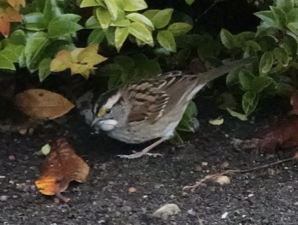 White-throated Sparrow - ML643580048