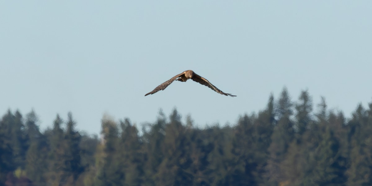 mørkmyrhauk - ML643580051