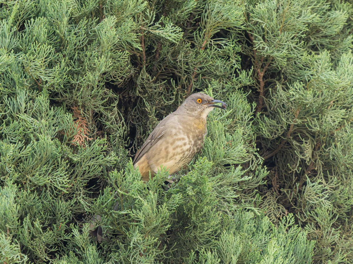 kaktusspottefugl - ML643580059