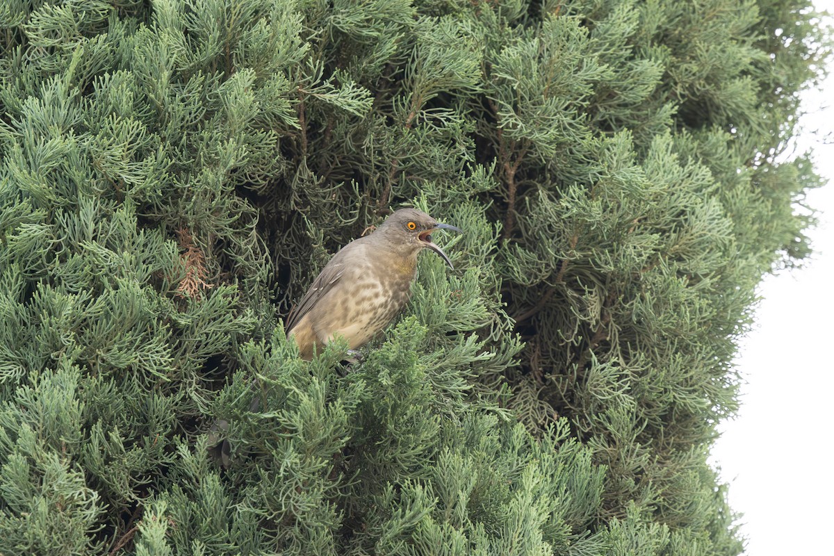 kaktusspottefugl - ML643580060