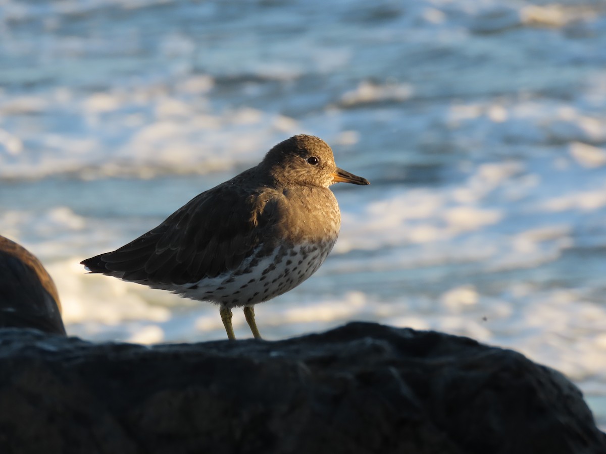 Surfbird - ML643580086