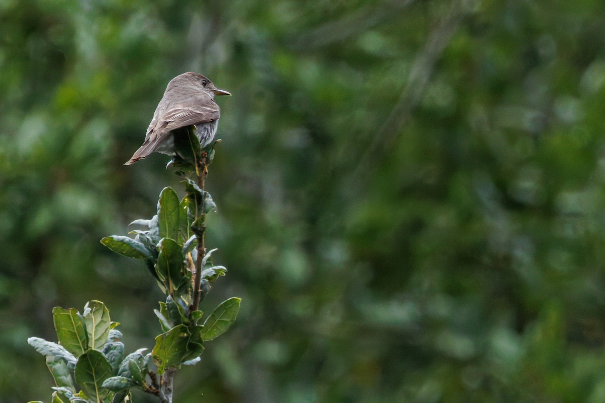 Western/Eastern Wood-Pewee - ML643580093