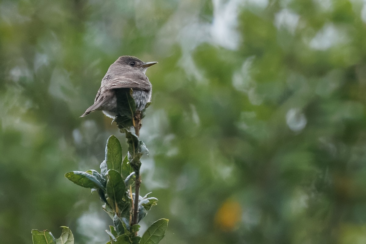 Western/Eastern Wood-Pewee - ML643580094