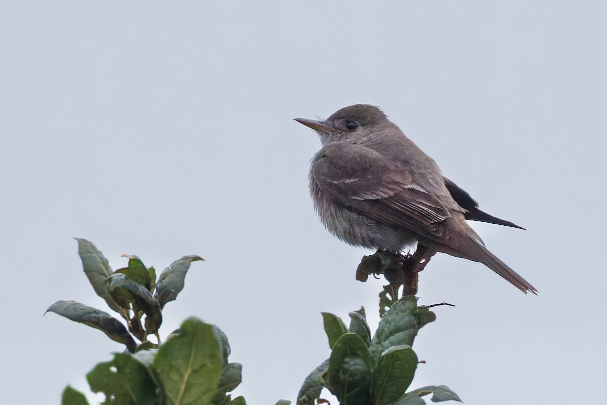 Western/Eastern Wood-Pewee - ML643580095