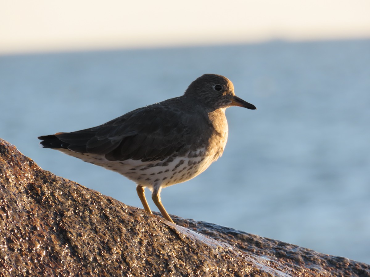 Surfbird - ML643580098